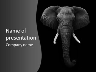 Dark Background Huge Elephant PowerPoint Template