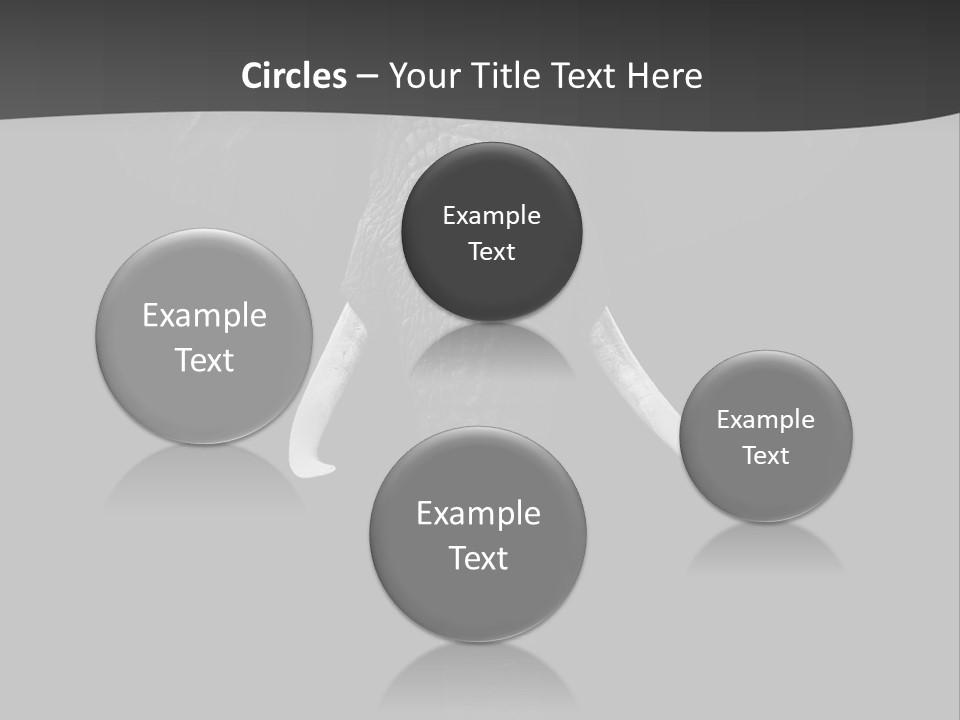 Dark Background Huge Elephant PowerPoint Template