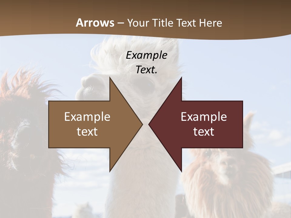 Color Day Cuddly PowerPoint Template