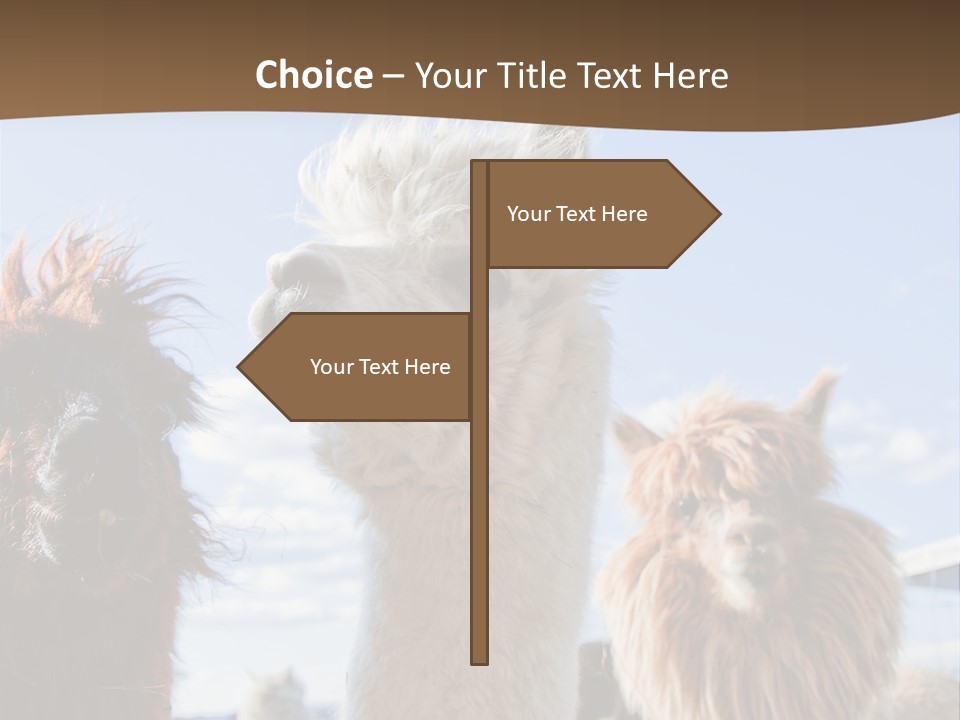 Color Day Cuddly PowerPoint Template