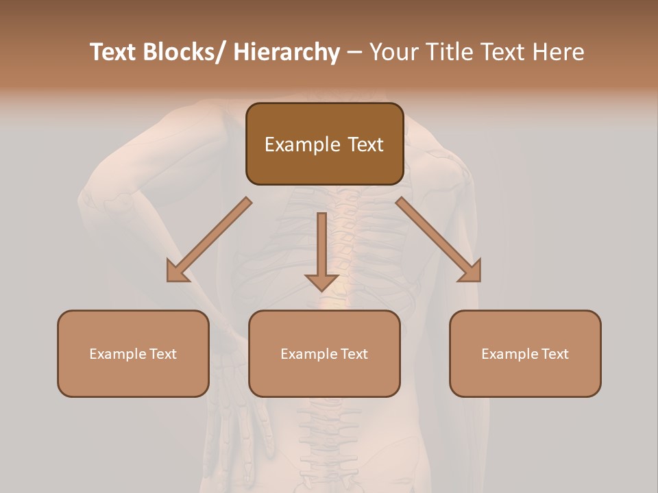 Transparent Body Spine PowerPoint Template