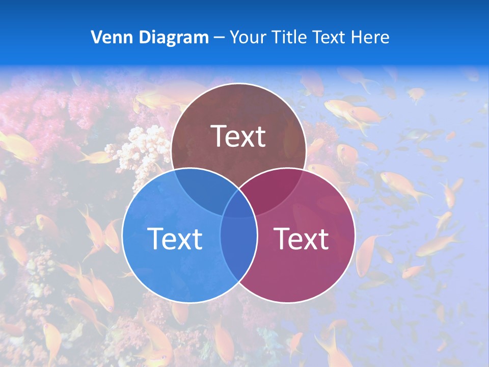 Vertebrae Transparent Body PowerPoint Template
