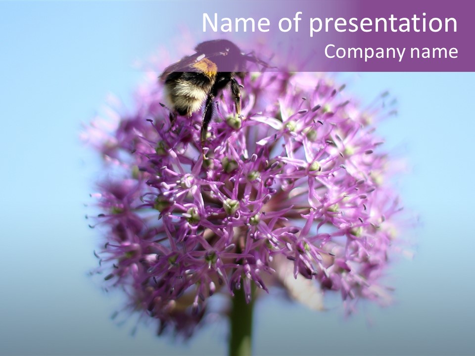 Collects Bee Animal PowerPoint Template