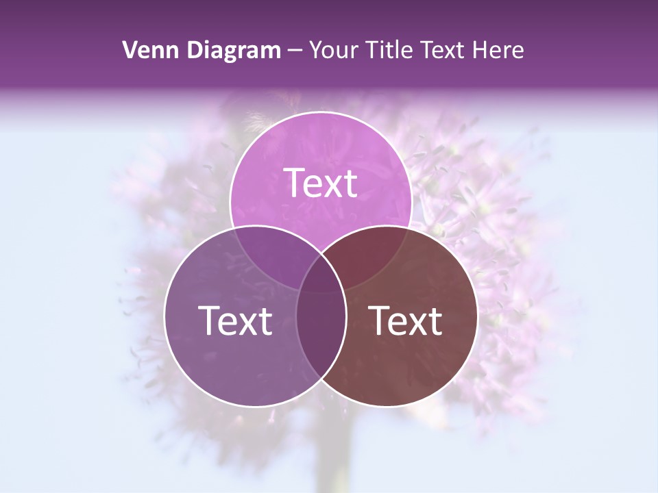 Collects Bee Animal PowerPoint Template