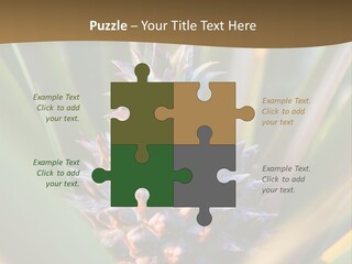 Fruit Produce Rwanda PowerPoint Template