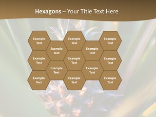 Fruit Produce Rwanda PowerPoint Template