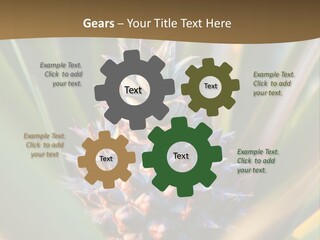 Fruit Produce Rwanda PowerPoint Template