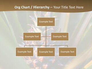 Fruit Produce Rwanda PowerPoint Template