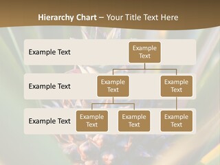 Fruit Produce Rwanda PowerPoint Template