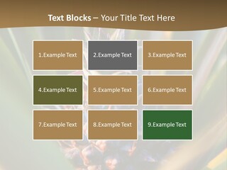 Fruit Produce Rwanda PowerPoint Template
