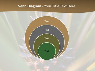 Fruit Produce Rwanda PowerPoint Template