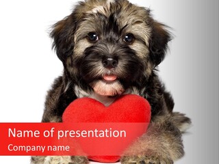 Happy Breed Young PowerPoint Template