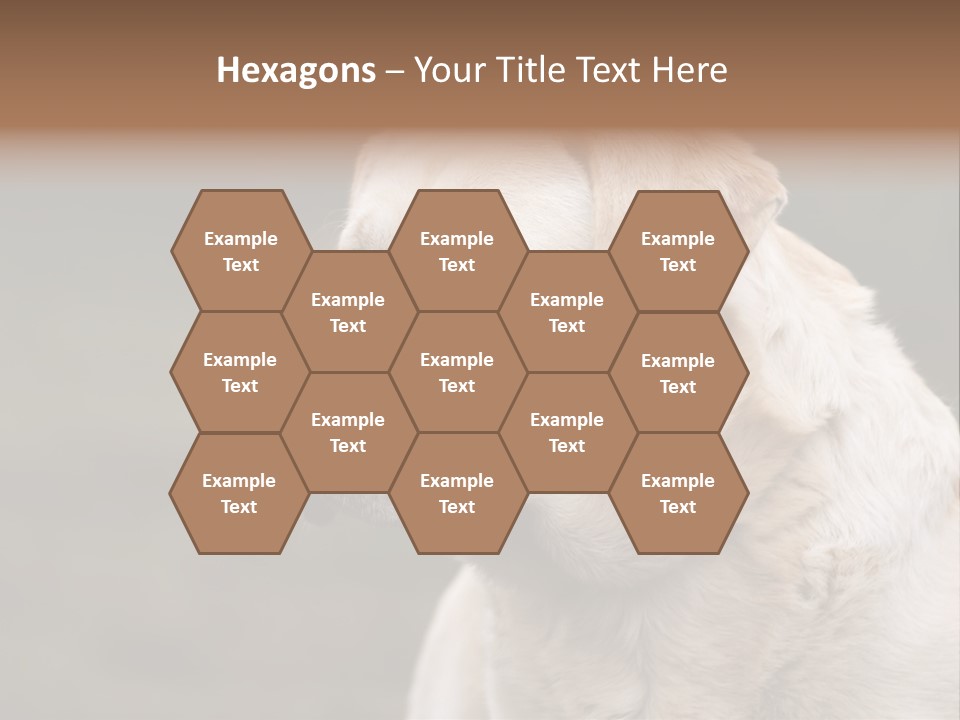 Animal Happy Face PowerPoint Template