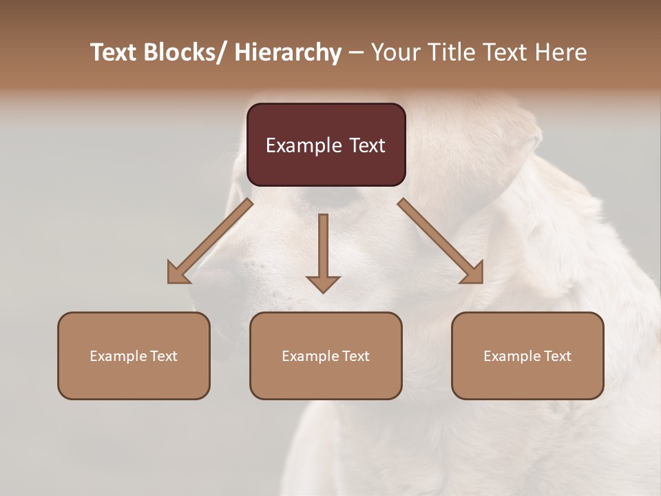 Animal Happy Face PowerPoint Template