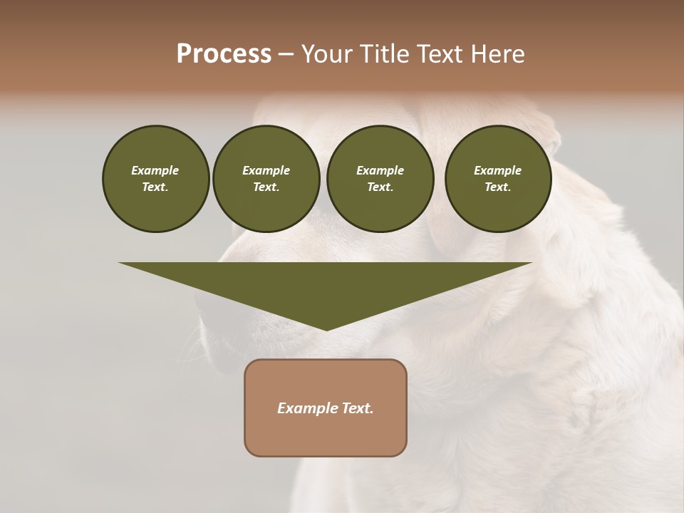 Animal Happy Face PowerPoint Template