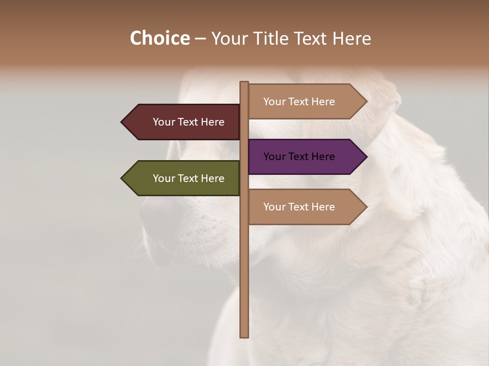 Animal Happy Face PowerPoint Template