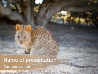 Setonix Brachyurus Small Western Australia PowerPoint Template