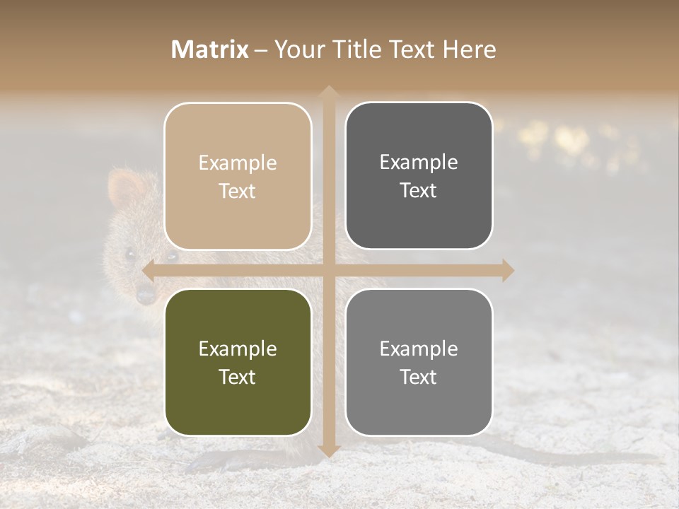 Setonix Brachyurus Small Western Australia PowerPoint Template