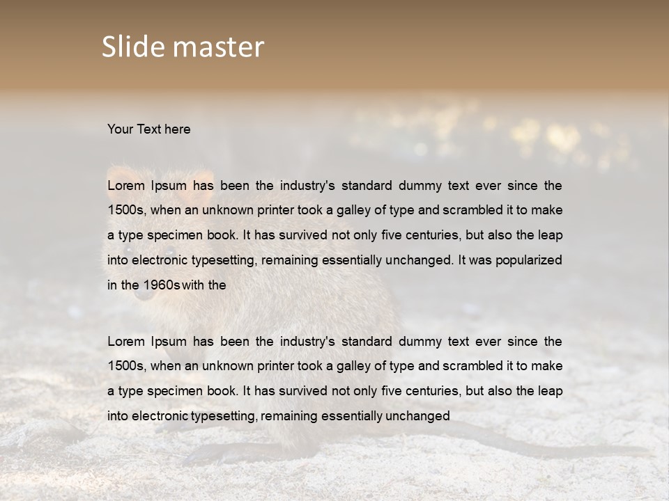 Setonix Brachyurus Small Western Australia PowerPoint Template