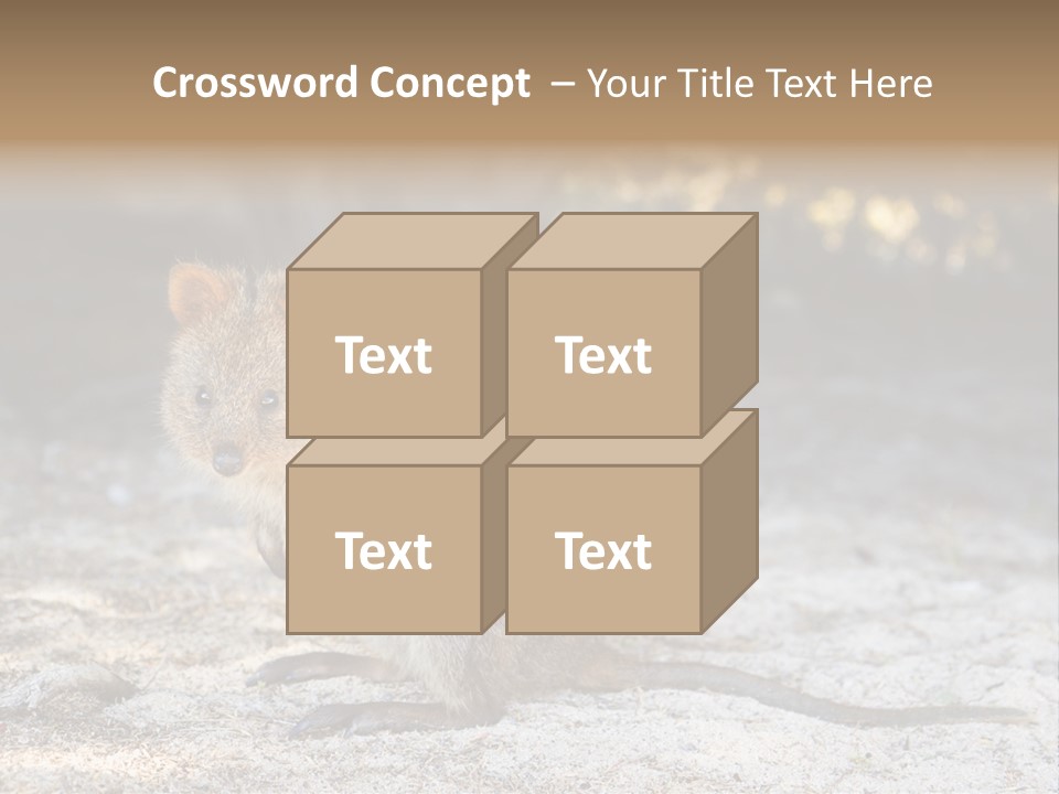 Setonix Brachyurus Small Western Australia PowerPoint Template