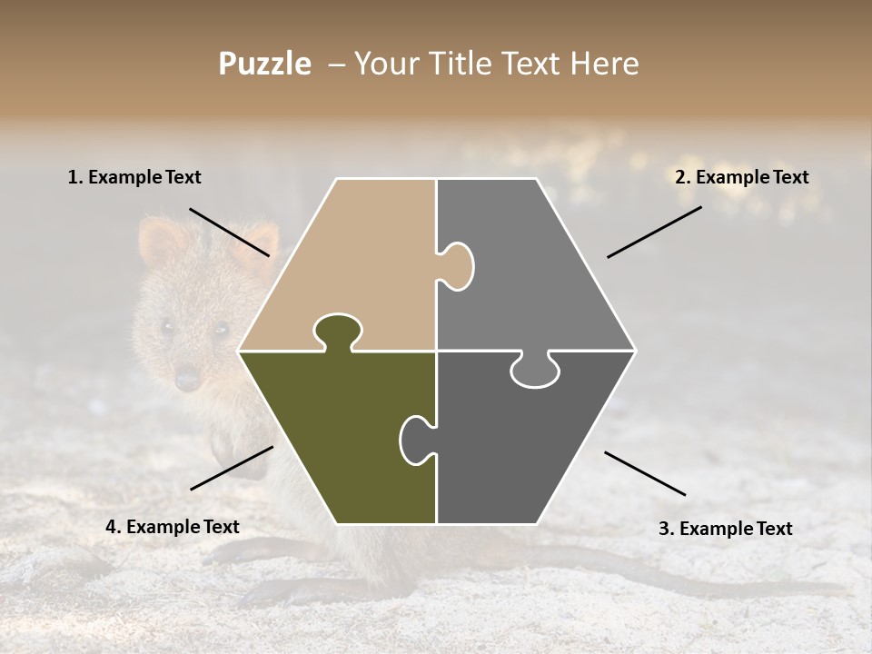 Setonix Brachyurus Small Western Australia PowerPoint Template