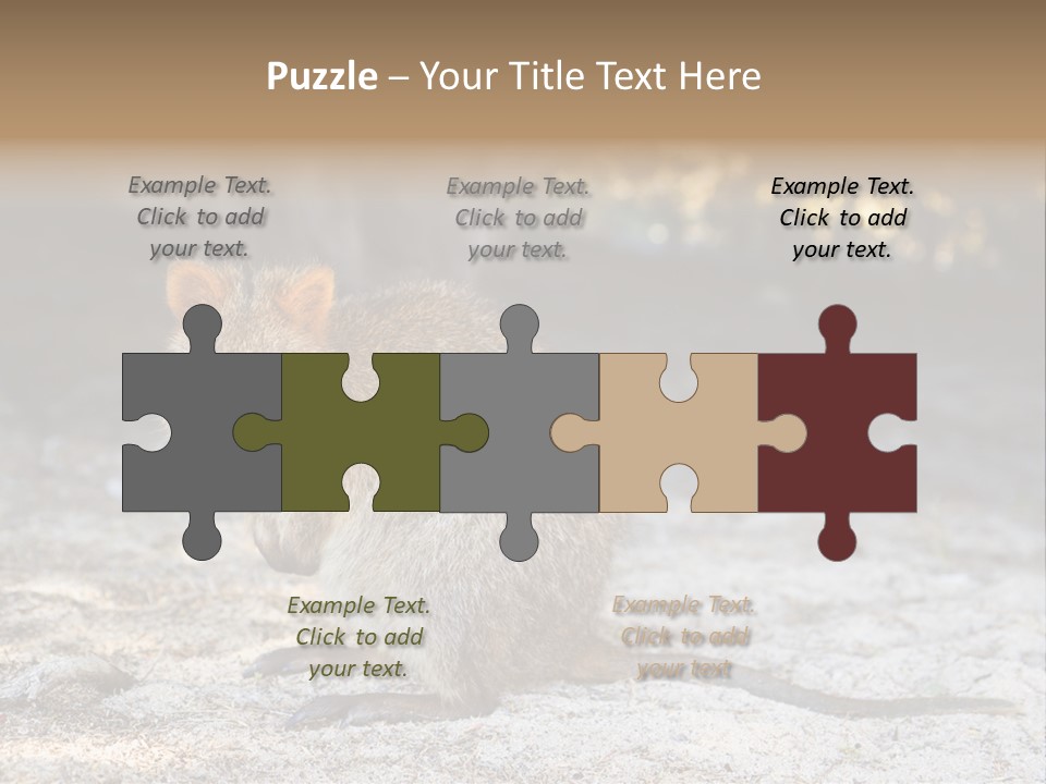 Setonix Brachyurus Small Western Australia PowerPoint Template