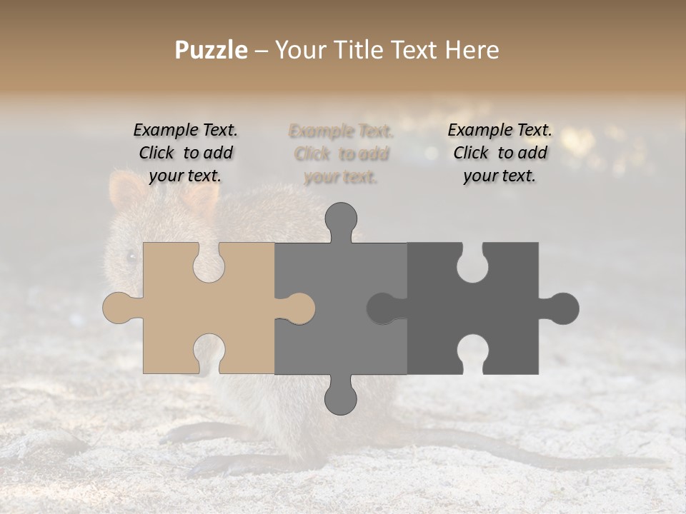 Setonix Brachyurus Small Western Australia PowerPoint Template