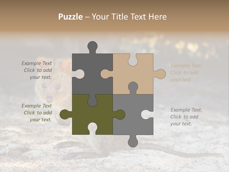 Setonix Brachyurus Small Western Australia PowerPoint Template