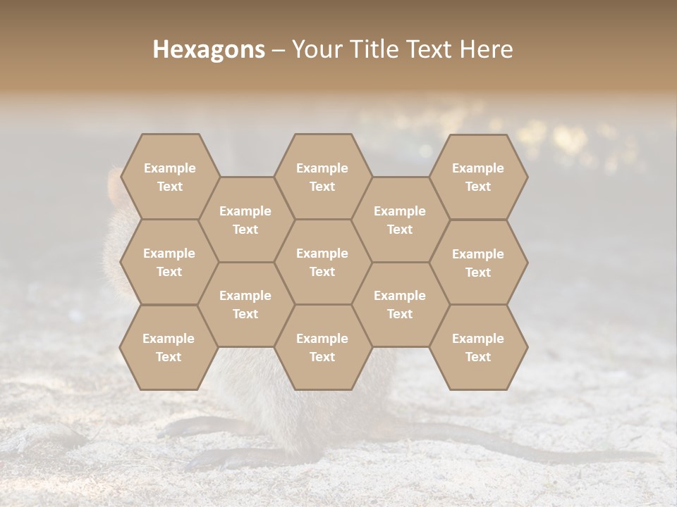 Setonix Brachyurus Small Western Australia PowerPoint Template