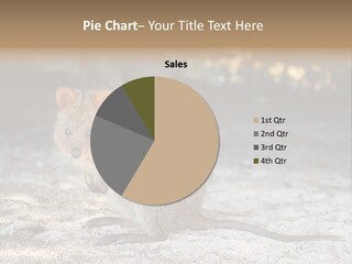 Setonix Brachyurus Small Western Australia PowerPoint Template