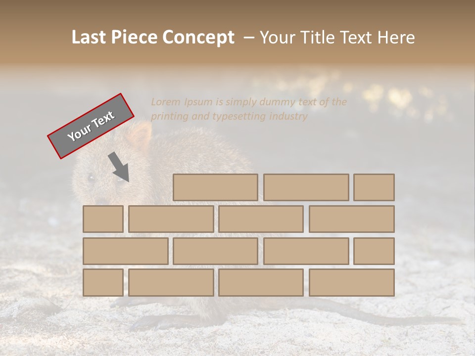 Setonix Brachyurus Small Western Australia PowerPoint Template