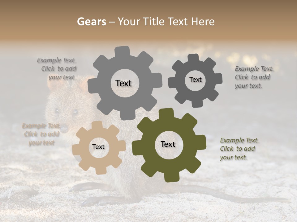 Setonix Brachyurus Small Western Australia PowerPoint Template