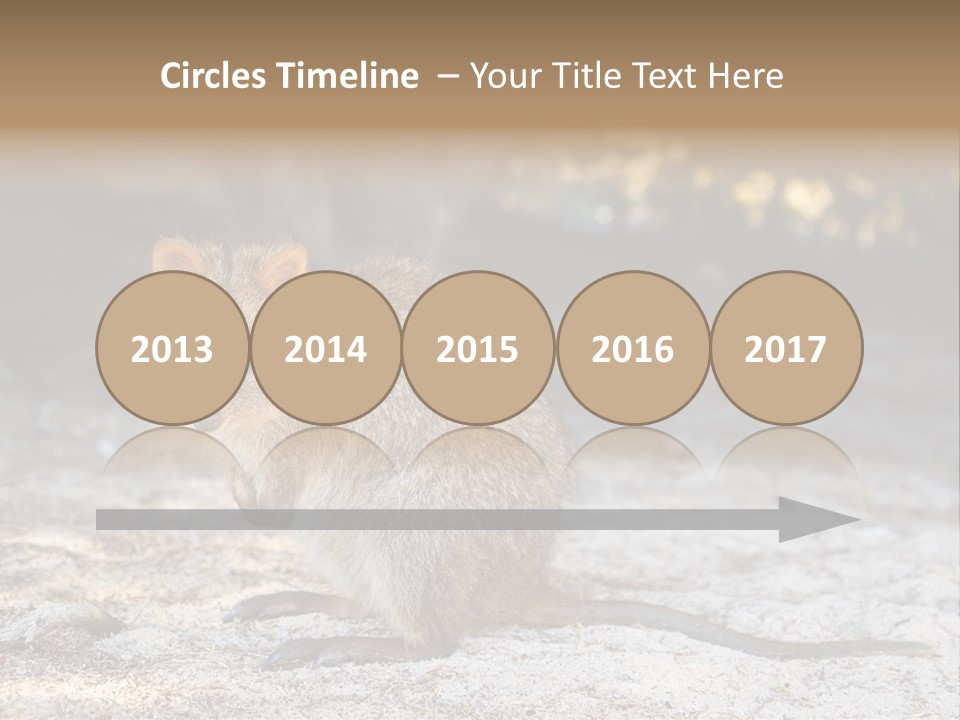 Setonix Brachyurus Small Western Australia PowerPoint Template