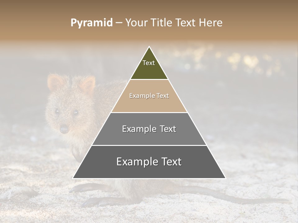 Setonix Brachyurus Small Western Australia PowerPoint Template