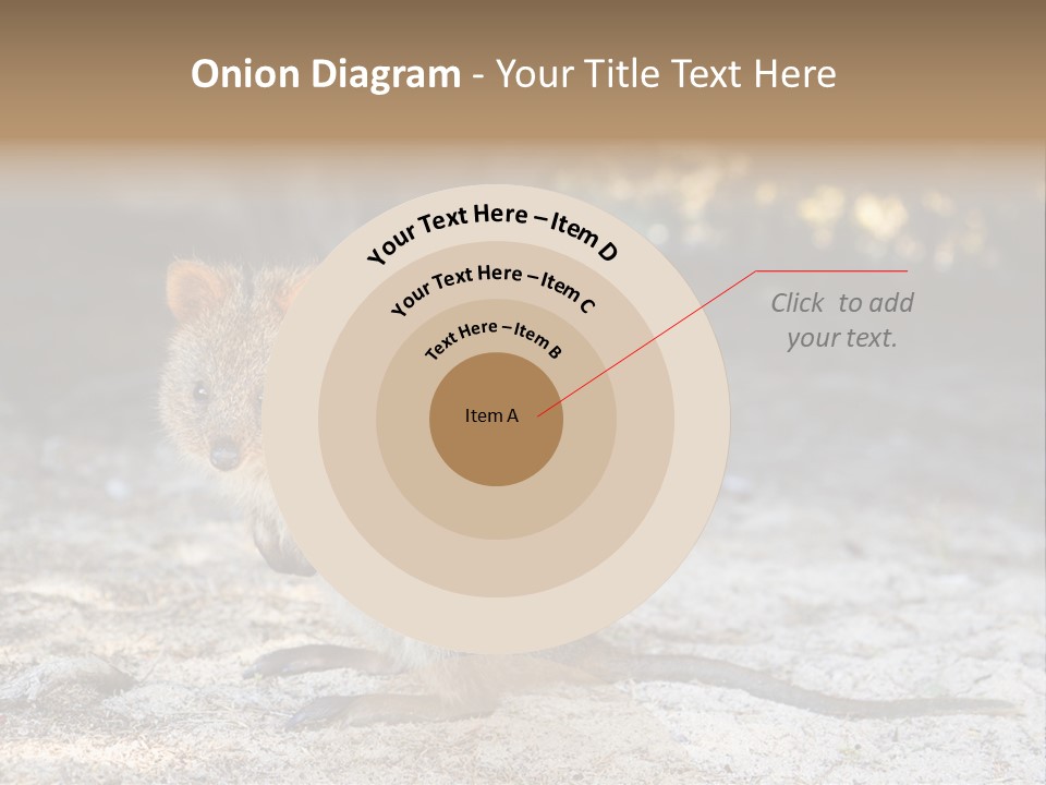 Setonix Brachyurus Small Western Australia PowerPoint Template