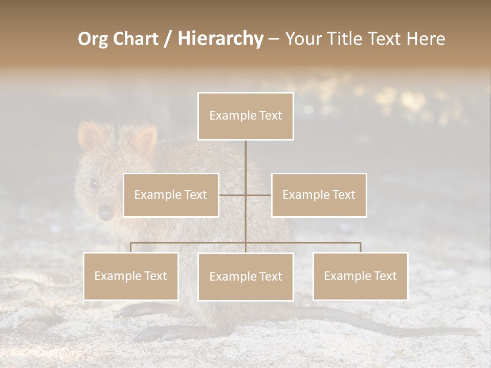 Setonix Brachyurus Small Western Australia PowerPoint Template