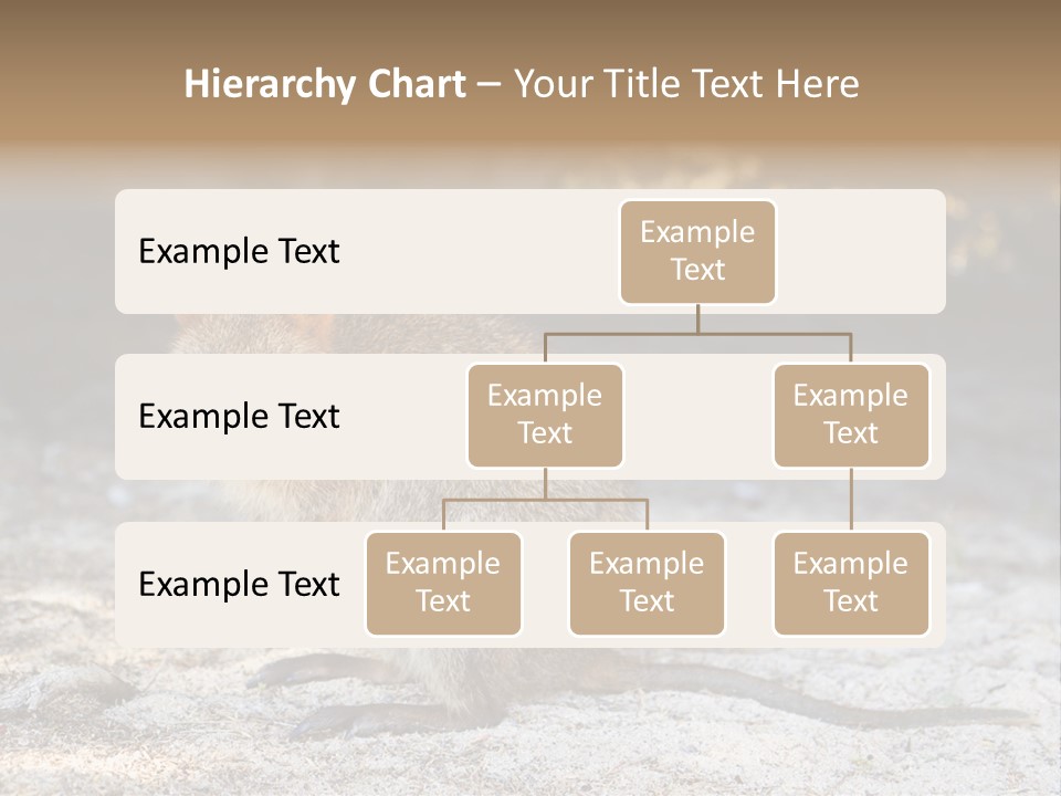 Setonix Brachyurus Small Western Australia PowerPoint Template