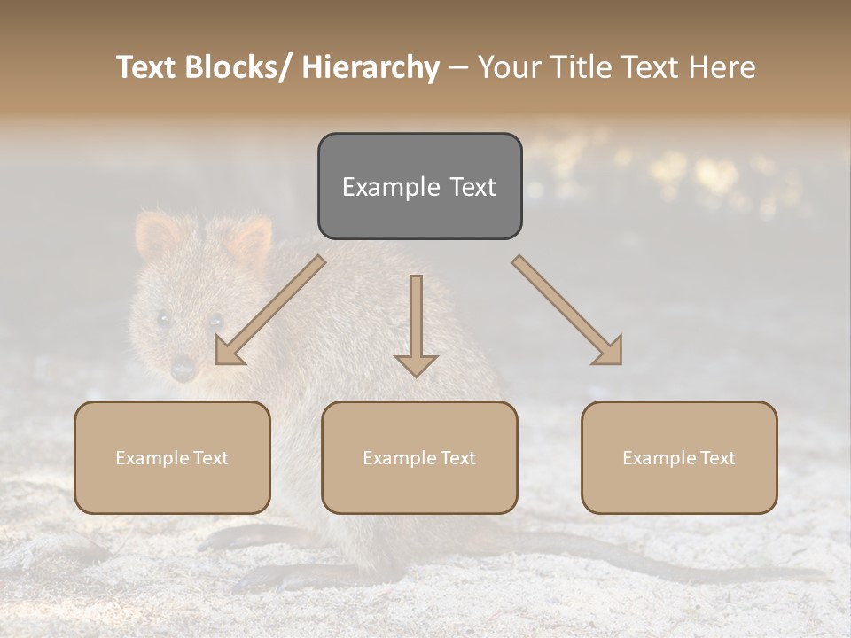 Setonix Brachyurus Small Western Australia PowerPoint Template