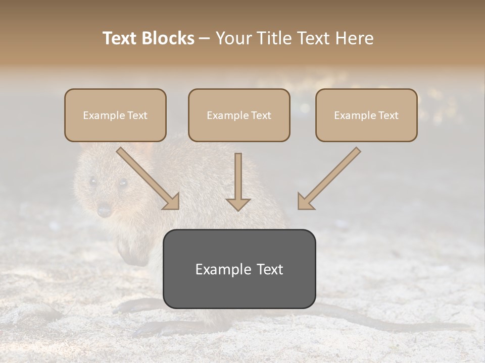 Setonix Brachyurus Small Western Australia PowerPoint Template
