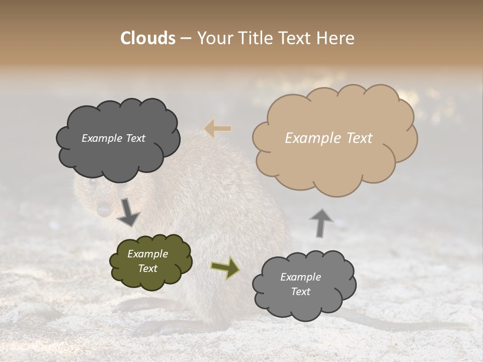 Setonix Brachyurus Small Western Australia PowerPoint Template