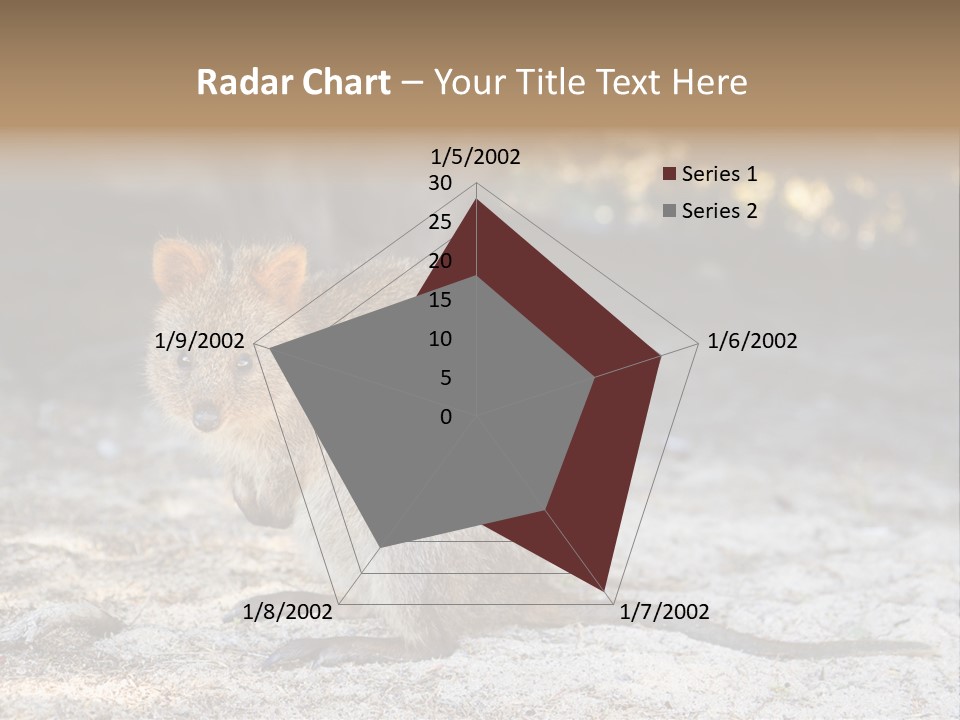 Setonix Brachyurus Small Western Australia PowerPoint Template