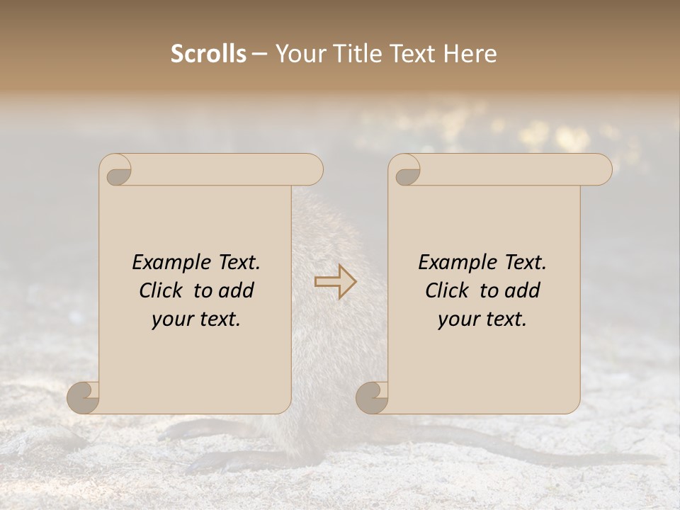 Setonix Brachyurus Small Western Australia PowerPoint Template