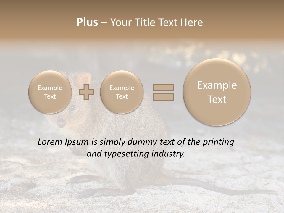 Setonix Brachyurus Small Western Australia PowerPoint Template
