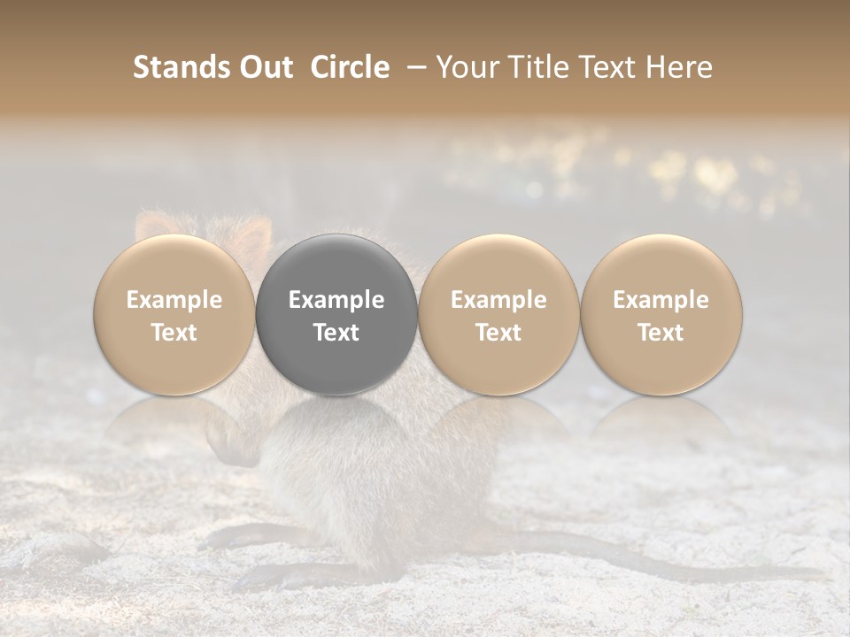 Setonix Brachyurus Small Western Australia PowerPoint Template
