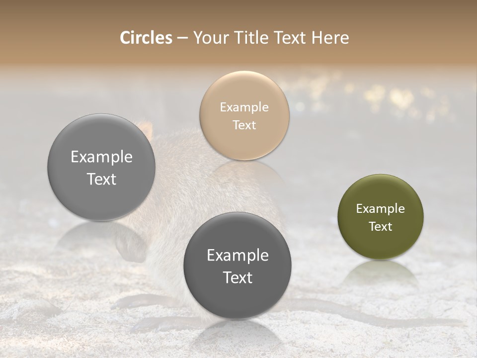 Setonix Brachyurus Small Western Australia PowerPoint Template