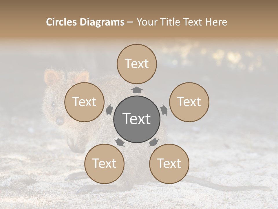 Setonix Brachyurus Small Western Australia PowerPoint Template