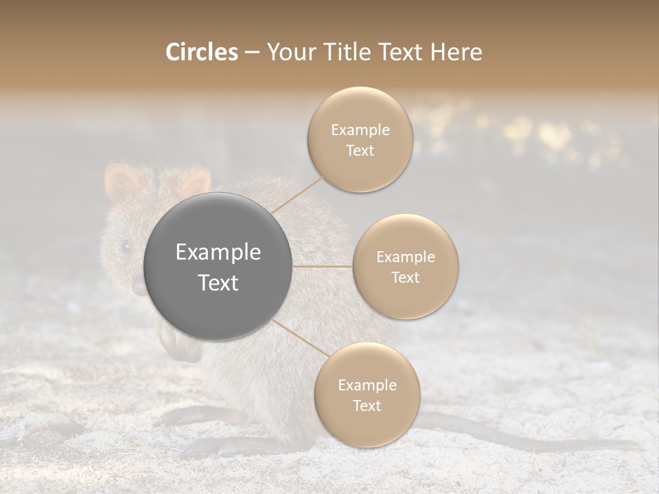 Setonix Brachyurus Small Western Australia PowerPoint Template