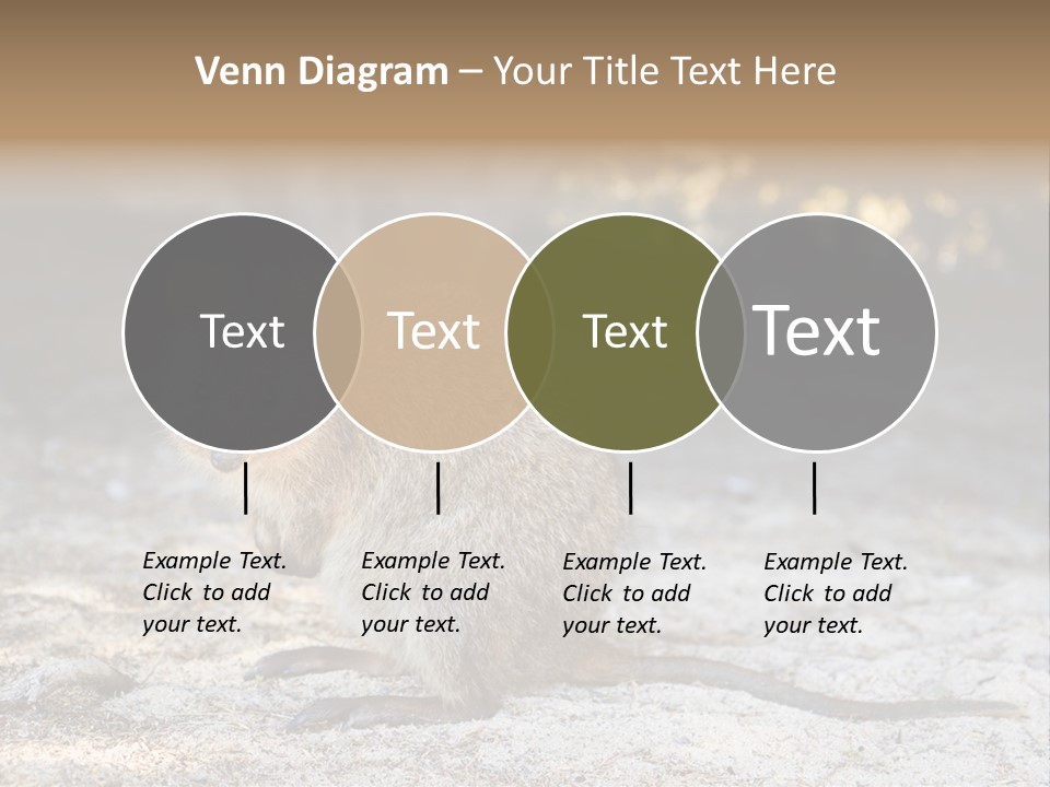 Setonix Brachyurus Small Western Australia PowerPoint Template