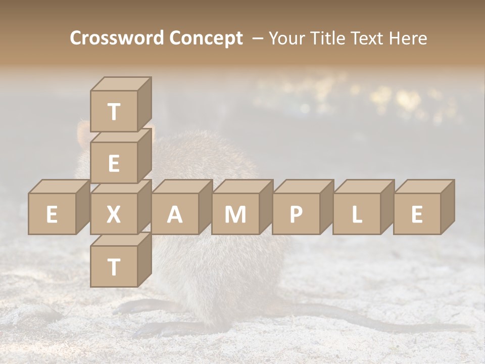 Setonix Brachyurus Small Western Australia PowerPoint Template