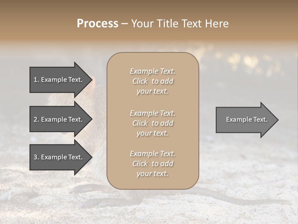 Setonix Brachyurus Small Western Australia PowerPoint Template